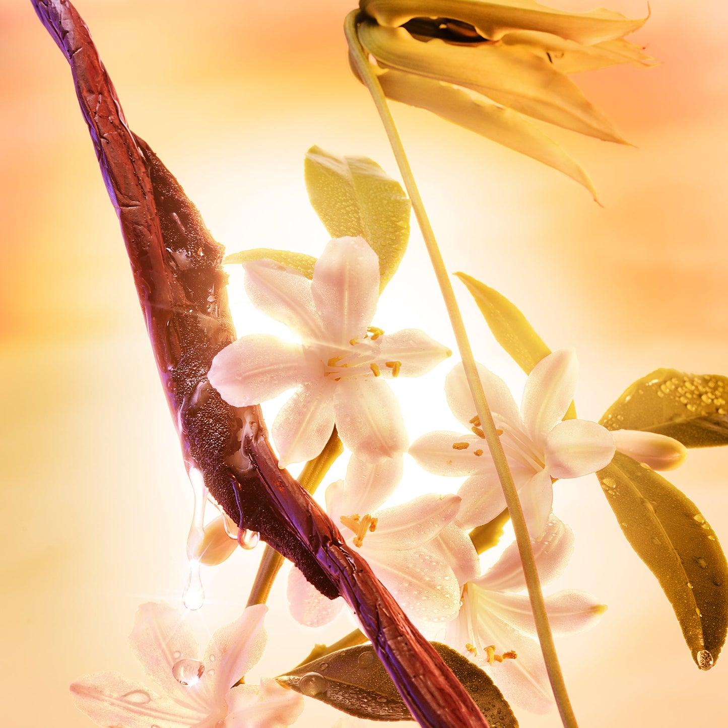 Charlotte Tilbury Fragrance - 100Ml - Joyphoria